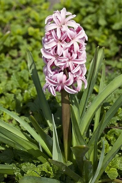 Hyacinth -Hyacinthus sp. -