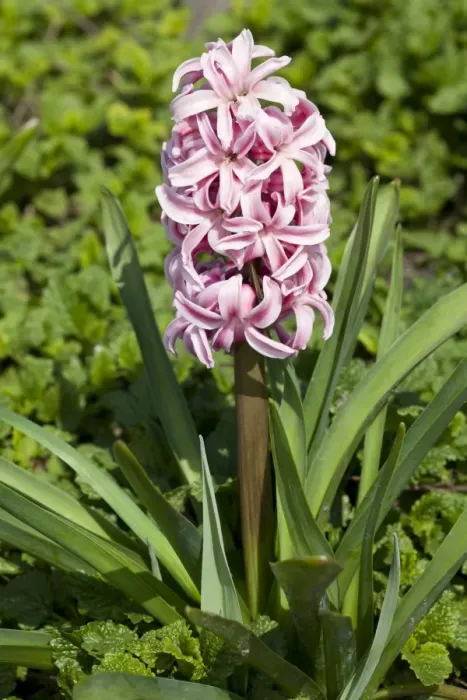 Framed Print : Hyacinth -Hyacinthus sp. - Framed Print : Hyacinth -Hyacinthus sp. -