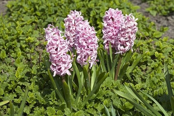 Hyacinth -Hyacinthus sp. -