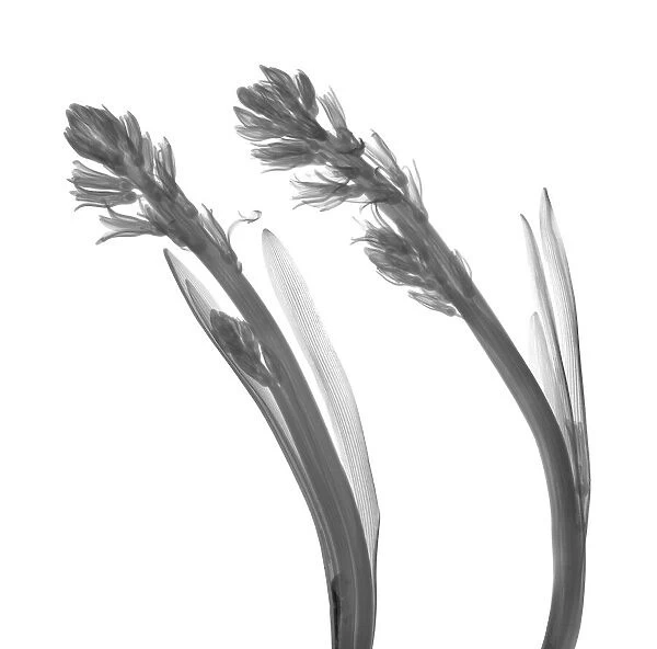 Hyacinth (Hyacinthus sp. ), X-ray