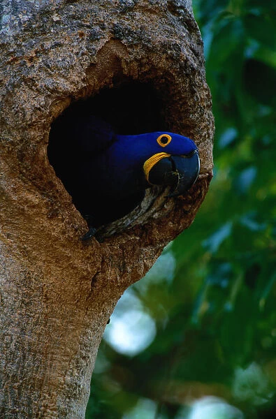 Hyacinth macaw (Anodorhynchus hyacinthus) in tree hole, Brazil