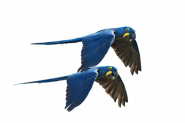 Hyacinth Macaw couple in flight