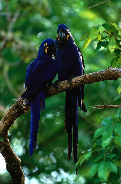Hyacinth macaws (Anodorhynchus hyacinthus) on branch, Brazil