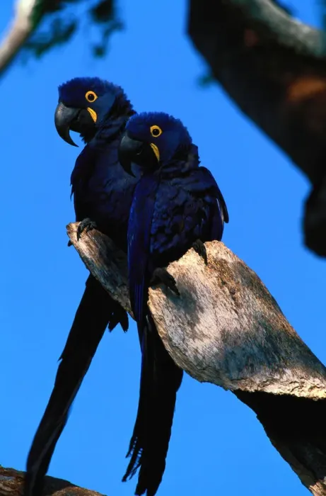 Framed Print : Hyacinth macaws (Anodorhynchus hyacinthus) on branch, Brazil Framed Print : Hyacinth macaws (Anodorhynchus hyacinthus) on branch, Brazil