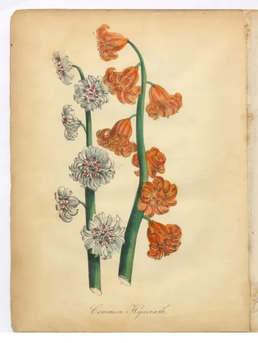 Framed Print : Hyacinth Victorian Botanical Illustration Framed Print : Hyacinth Victorian Botanical Illustration
