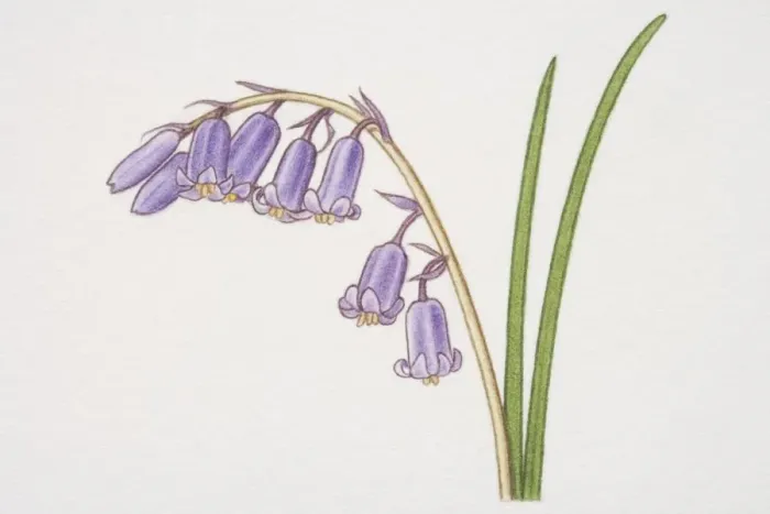 Framed Print : Hyacinthoides non-scripta, Bluebell, side view Framed Print : Hyacinthoides non-scripta, Bluebell, side view