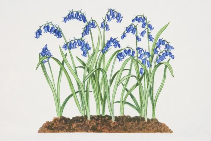 Framed Print : Hyacinthoides non-scripta, Bluebells growing in soil Framed Print : Hyacinthoides non-scripta, Bluebells growing in soil