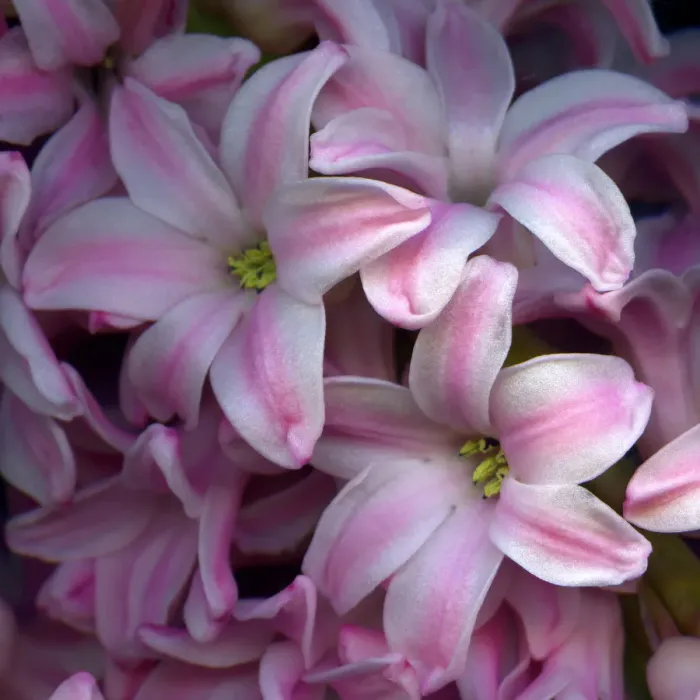 Framed Print : Hyacinths in pink Framed Print : Hyacinths in pink