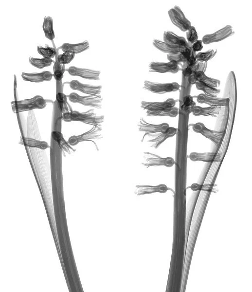 Two Hyacinths, X-ray
