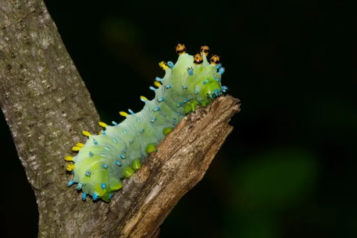 Framed Print : Hyalophora cecropia caterpillar Framed Print : Hyalophora cecropia caterpillar