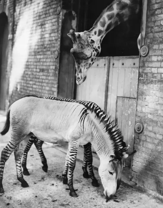 Framed Print : Hybred Donkey Framed Print : Hybred Donkey