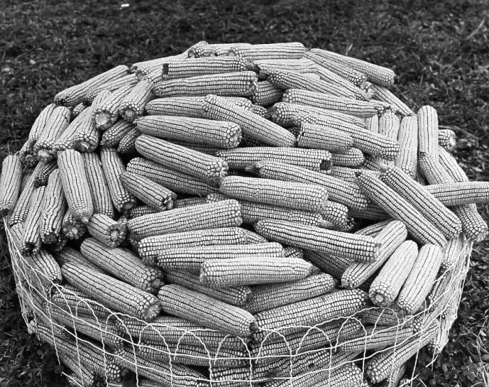 Framed Print : Hybrid Corn Framed Print : Hybrid Corn