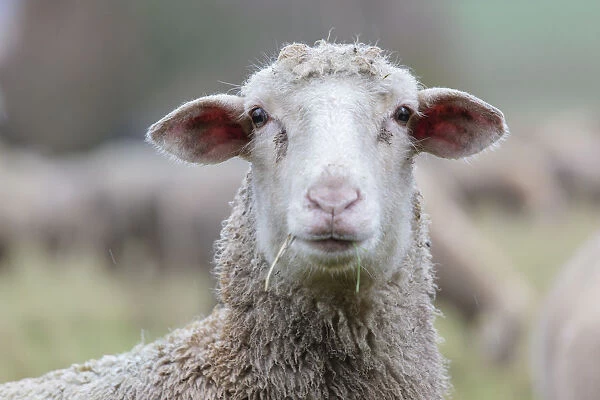 Hybrid cross between a Blackhead Persian Sheep -Ovis aries steatopyga persica- and a Merino Sheep -Ovis aries hispanica-, Offheim, Limburg an der Lahn, Hesse, Germany