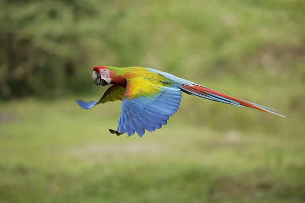 Hybrid Macaw