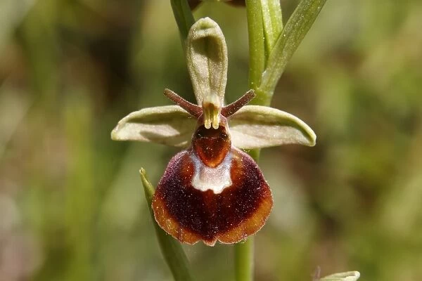 Hybrid of a Spider Orchid and a Bumblebee Orchid -Ophrys sphegodes x Ophrys holoserica-, flower, Koppelstein Nature Reserve, Rhineland-Palatinate, Germany, Europe