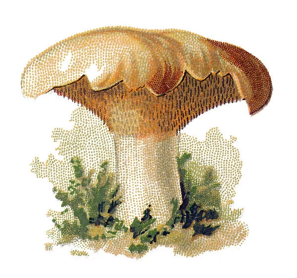 Hydnum repandum, commonly known as the sweet tooth, wood hedgehog or hedgehog mushroom