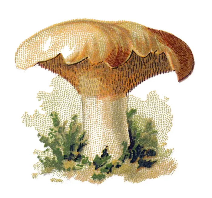 Framed Print : Hydnum repandum, commonly known as the sweet tooth, wood hedgehog or hedgehog mushroom Framed Print : Hydnum repandum, commonly known as the sweet tooth, wood hedgehog or hedgehog mushroom
