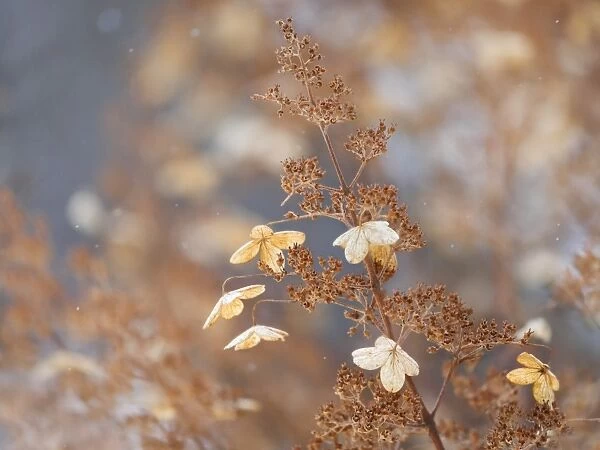Hydrangea. Gold toned hydrangea plant with dry flowers, in winter