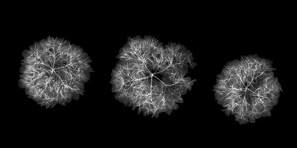 Hydrangea flowers, X-ray
