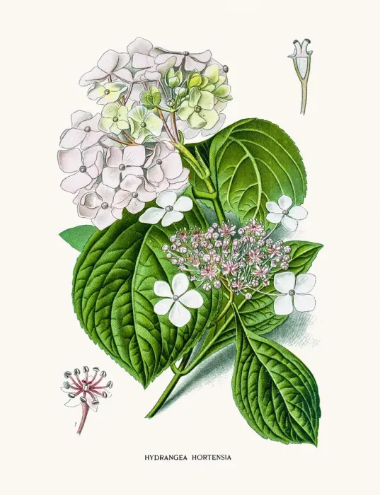 Framed Print : Hydrangea hortensia flower Framed Print : Hydrangea hortensia flower