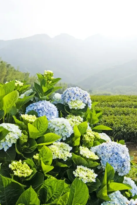 Framed Print : Hydrangea (Hydrangea macrophylla) in front of mountains Framed Print : Hydrangea (Hydrangea macrophylla) in front of mountains