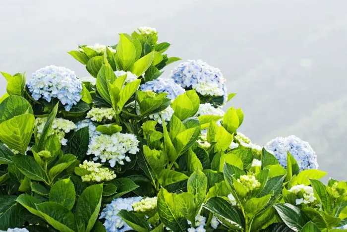 Framed Print : Hydrangea (Hydrangea macrophylla) in front of mountains Framed Print : Hydrangea (Hydrangea macrophylla) in front of mountains