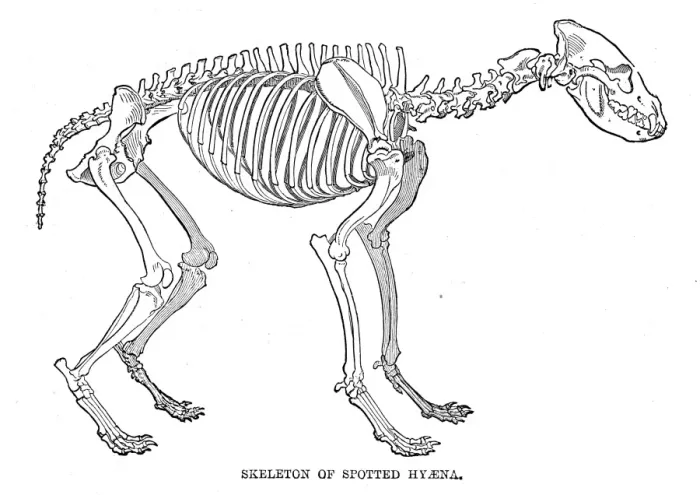 Framed Print : Hyena skeleton engraving 1894 Framed Print : Hyena skeleton engraving 1894