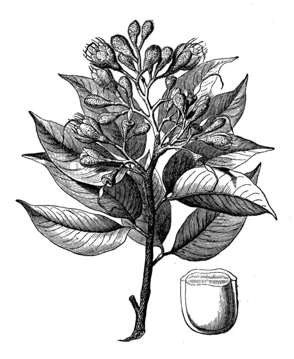 Framed Print : Hymenaea courbaril (courbaril, West Indian locust, Brazilian copal, amami-gum) Framed Print : Hymenaea courbaril (courbaril, West Indian locust, Brazilian copal, amami-gum)