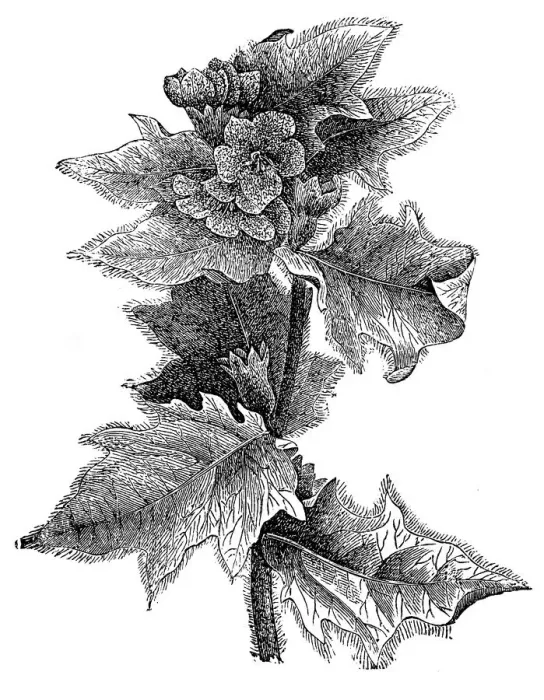 Framed Print : Hyoscyamus niger (henbane, black henbane or stinking nightshade) Framed Print : Hyoscyamus niger (henbane, black henbane or stinking nightshade)