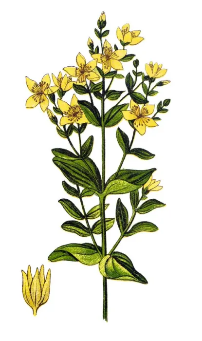 Framed Print : Hypericum tetrapterum, St. Peters wort, Peterwort, square stemmed St. Johns wort, and square stalked St. Johns wort Framed Print : Hypericum tetrapterum, St. Peters wort, Peterwort, square stemmed St. Johns wort, and square stalked St. Johns wort