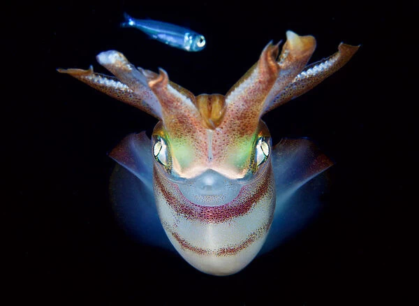 Hypnotise. Reef squid hunting small fish at night