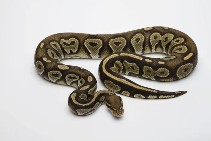 Framed Print : Hypo Black Head Hat Albino Ball Python or Royal Python -Python regius-, male Framed Print : Hypo Black Head Hat Albino Ball Python or Royal Python -Python regius-, male