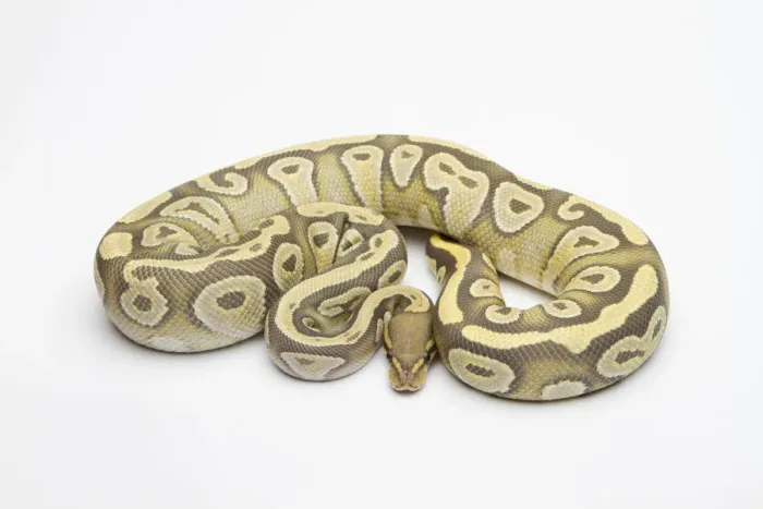 Framed Print : Hypo Mojave Ball Python or Royal Python -Python regius-, female Framed Print : Hypo Mojave Ball Python or Royal Python -Python regius-, female