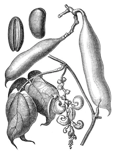 hysostigma venenosum (the Calabar bean or ordeal bean)