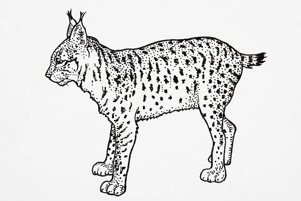 Iberian or Spanish Lynx (Felis pardina), standing