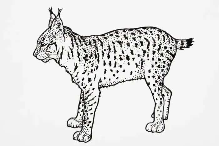 Framed Print : Iberian or Spanish Lynx (Felis pardina), standing Framed Print : Iberian or Spanish Lynx (Felis pardina), standing
