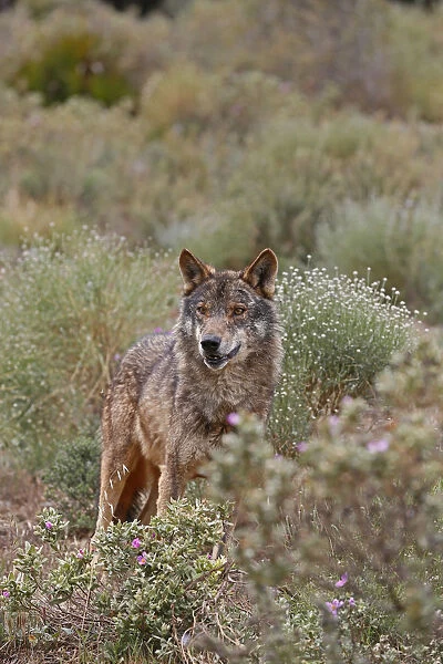 Iberian Wolf -Canis lupus lupus-, Antequera, Spain