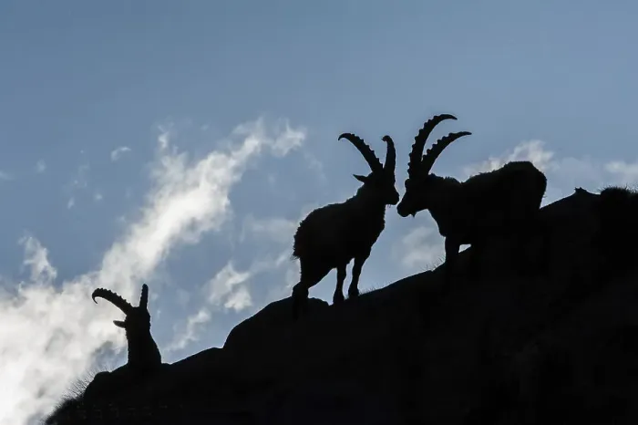Framed Print : Ibex, Capra ibex, gran paradiso national, park, italy Framed Print : Ibex, Capra ibex, gran paradiso national, park, italy