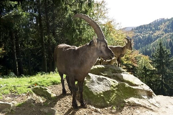 Ibex (Capra), Steinwasenpark in Freiburg im Breisgau, Baden-Wuerttemberg, Germany, Europe