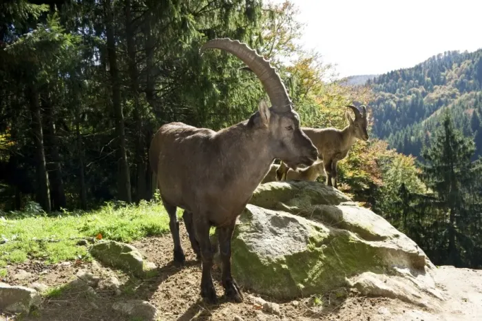 Framed Print : Ibex (Capra), Steinwasenpark in Freiburg im Breisgau, Baden-Wuerttemberg, Germany, Europe Framed Print : Ibex (Capra), Steinwasenpark in Freiburg im Breisgau, Baden-Wuerttemberg, Germany, Europe