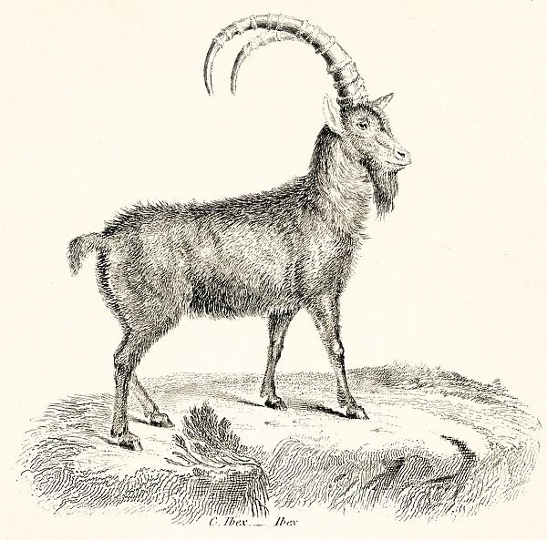 Ibex engraving 1803