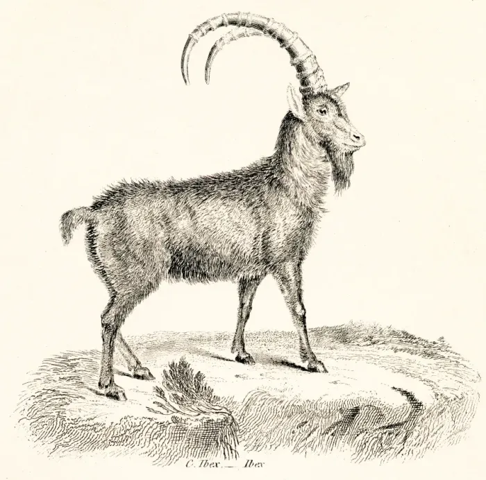 Framed Print : Ibex engraving 1803 Framed Print : Ibex engraving 1803