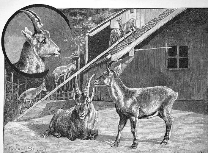Framed Print : Ibex, Ibexes in the Zurich Game Park, Switzerland, Historical, digital reproduction of an original from the 19th century Framed Print : Ibex, Ibexes in the Zurich Game Park, Switzerland, Historical, digital reproduction of an original from the 19th century
