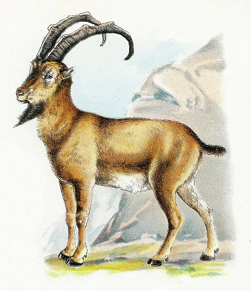 Ibex illustration 1899