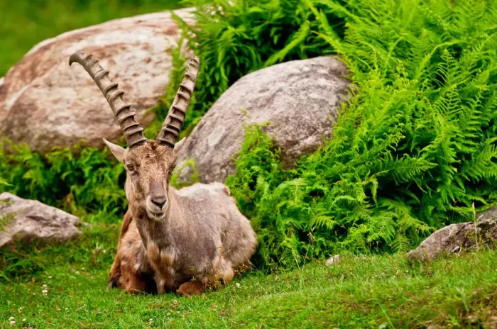 Framed Print : Ibex Resting Framed Print : Ibex Resting