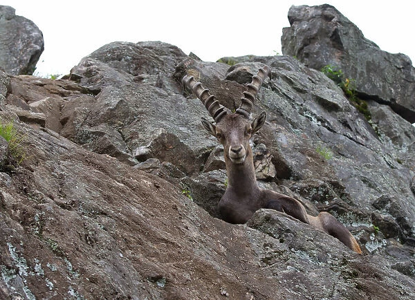Ibex on rocky cliff