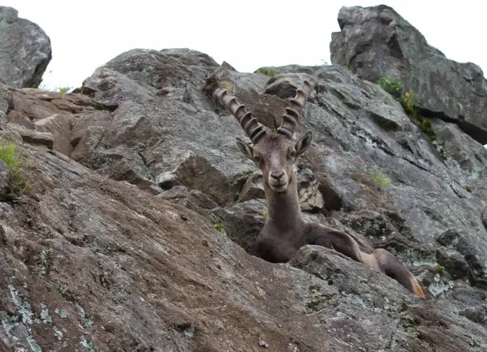 Framed Print : Ibex on rocky cliff Framed Print : Ibex on rocky cliff