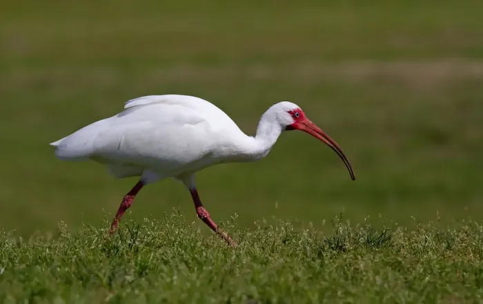 Framed Print : Ibis Framed Print : Ibis