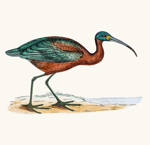 Ibis bird. A photograph of an original hand-colored engraving
