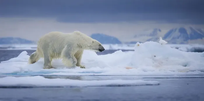 Framed Print : Ice Cold. A polar bear emerges on an ice floe after just swimming through Framed Print : Ice Cold. A polar bear emerges on an ice floe after just swimming through
